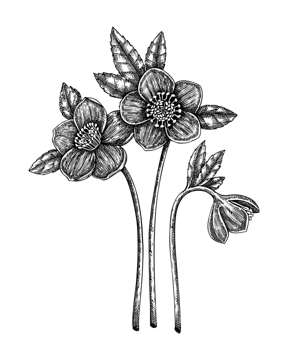Black hellebore plant sketch. Poisonous plant hand-drawn vector illustration. Witchcraft design elements. NOT AI generated